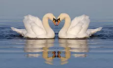 swans floating on lake - parents can argue nicely