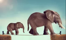 mother and baby elephant walking on a tightrope